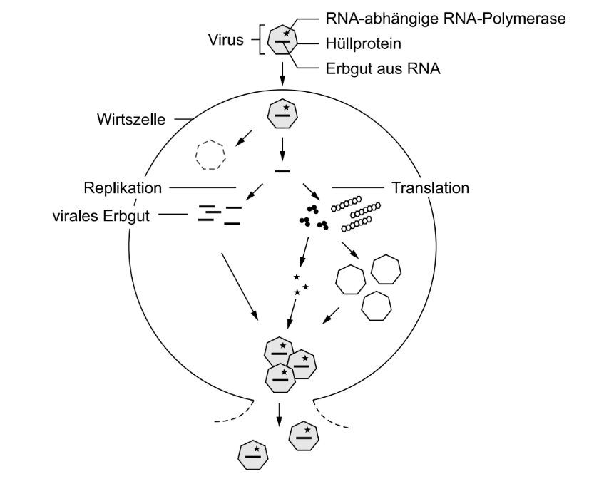 Schematische Darstellung der Vermehrung eines RNA-Virus in einer Wirtszelle.
